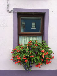 Close-up of plants against the wall