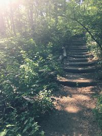 Trees on walkway