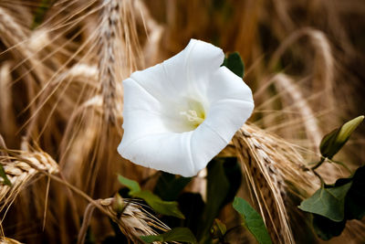 Close-up of white flowering plant