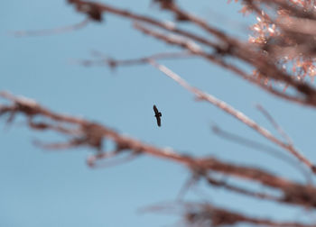 Low angle view of bird perching on branch against sky