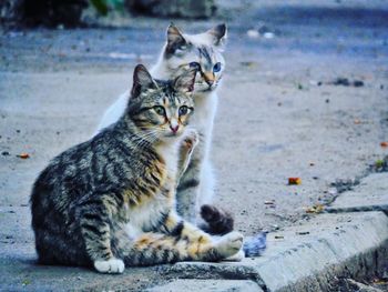 Cat looking away on footpath