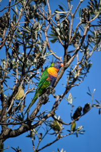 Low angle view of bird perching on tree