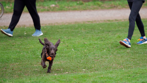 Low section of people with dog on grass