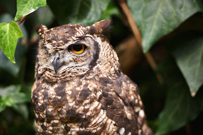 Close-up of bird