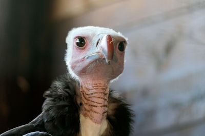 Close-up of a bird