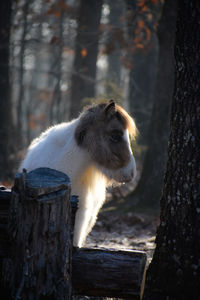 View of an animal on tree trunk