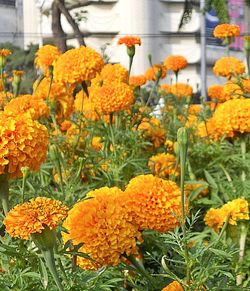 Close-up of yellow flowers blooming outdoors