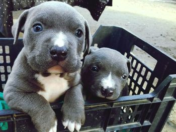 Close-up portrait of puppy