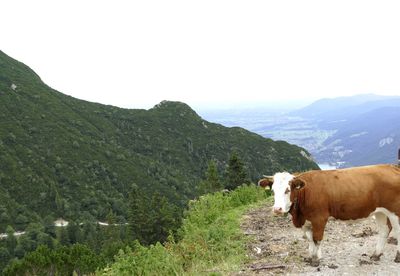 Cows grazing in a mountain