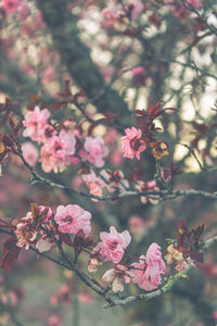 Close-up of pink cherry blossoms in spring