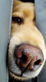 Close-up of dog amidst fabric