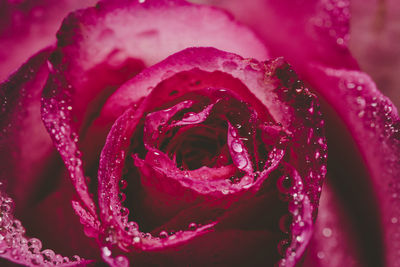 Wet pink rose closeup