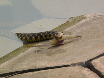 High angle view of lizard on rock