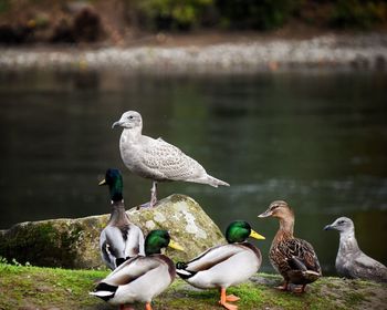 Seagulls perching on riverbank against lake