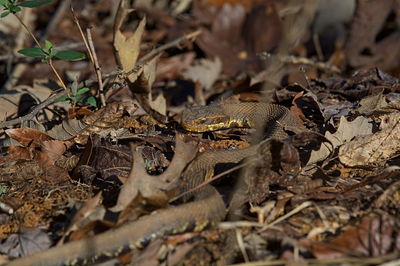 Close-up of lizard