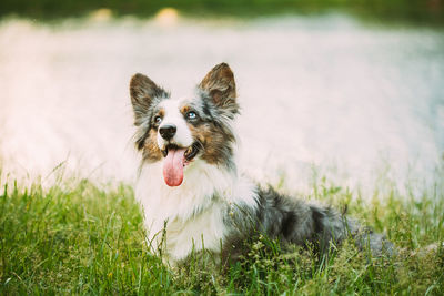 Portrait of dog on field