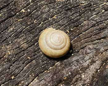 Close-up of shell on wood