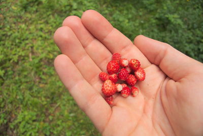 Close-up of cropped hand holding berries