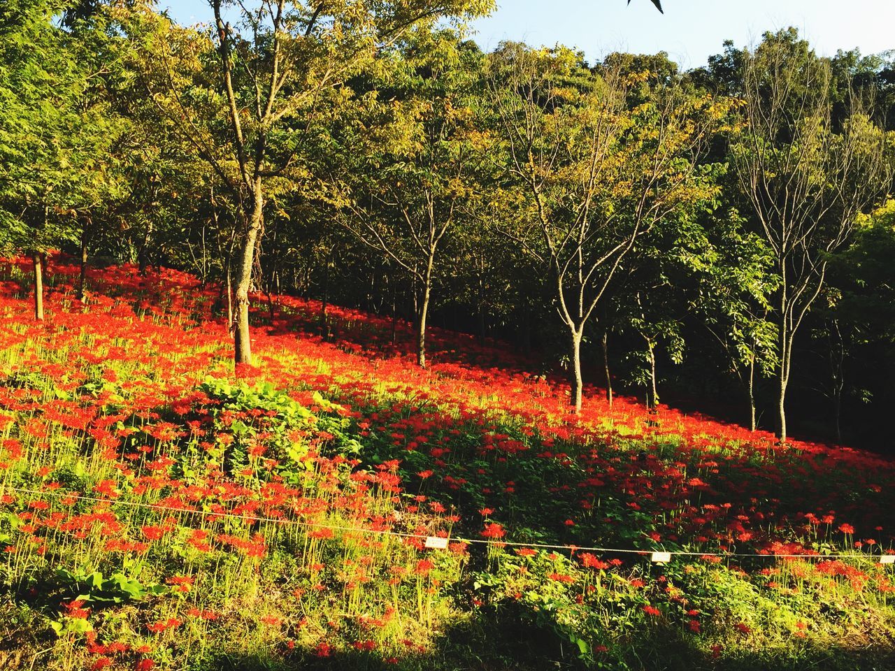 용천사 (龍泉寺)