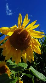 Close-up of sunflower