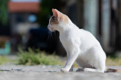 A white stray cat observing the place. cute, sick feline. wild life.