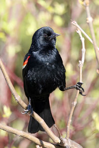 Close-up of black bird perching on branch