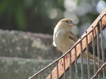 Close-up of bird perching on railing