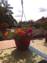 Flowers growing on tree against sky