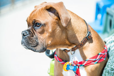 Close-up of dog