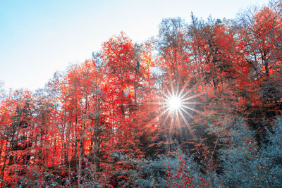 Sunlight streaming through trees in forest during autumn