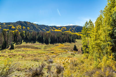 Trees in forest against sky