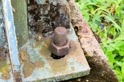 Close-up of a lizard on rusty metal