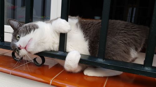 pet