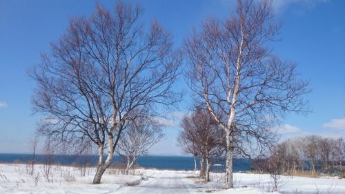 Bare trees on landscape against blue sky