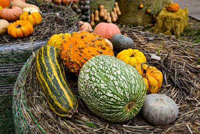 High angle view of pumpkins in farm