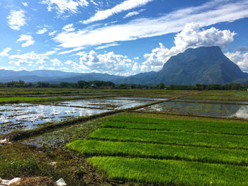 Scenic view of agricultural field against sky