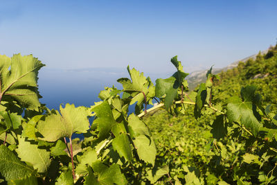 Vineyards on pelješac, adriatic sea, croatia