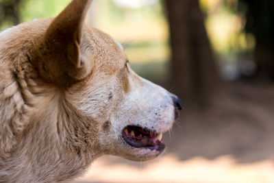 Close-up of a dog looking away