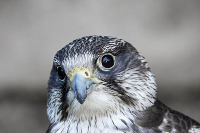 Close-up of a bird looking away