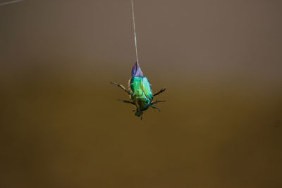 Close-up of insect on wall