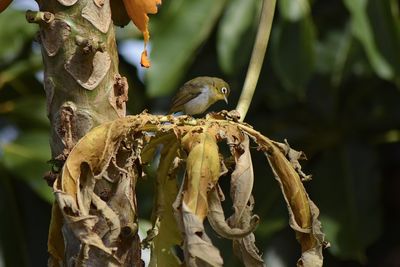 Close-up of bird perching on tree