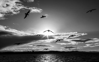 Low angle view of flying over sea