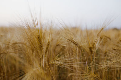 Close-up of wheat field against sky