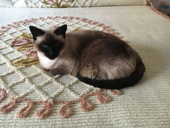 High angle portrait of cat relaxing on floor