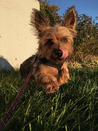 Portrait of dog on grass