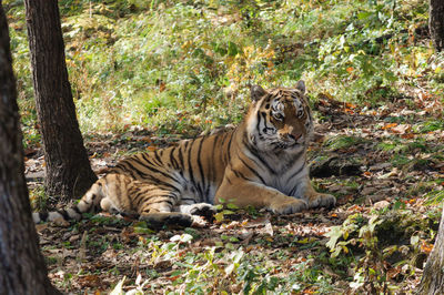 Amur tiger in a natural habitat.