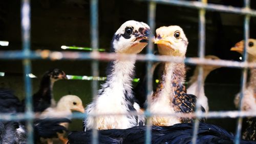 Close-up of birds in cage at zoo