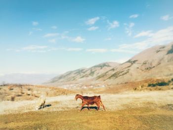 Cows on field against sky