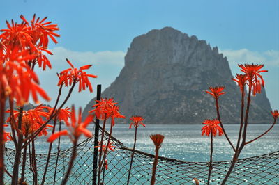 View of plants with sea in background