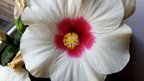 Close-up of white hibiscus